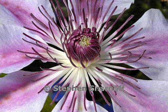clematis nelly moser 1 graphic